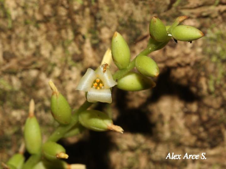 Catopsis sessiliflora