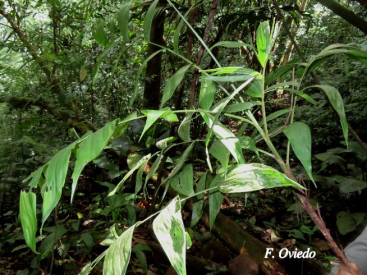 Chamaedorea pinnatifrons