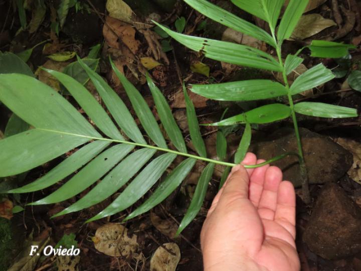Chamaedorea tepejilote (Pacaya)
