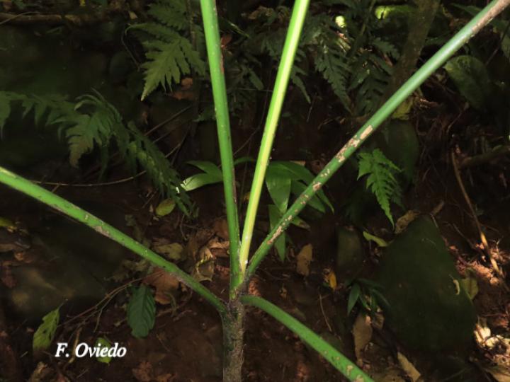 Chamaedorea tepejilote (Pacaya)
