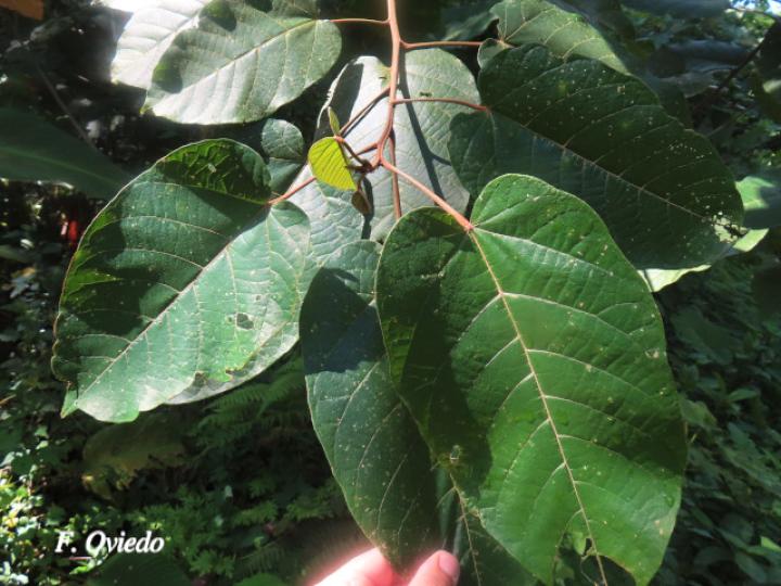 Croton bilbergianus (Targuacillo)
