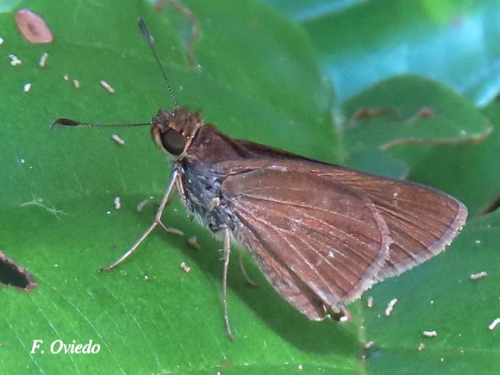 Cymaenes tripunctus