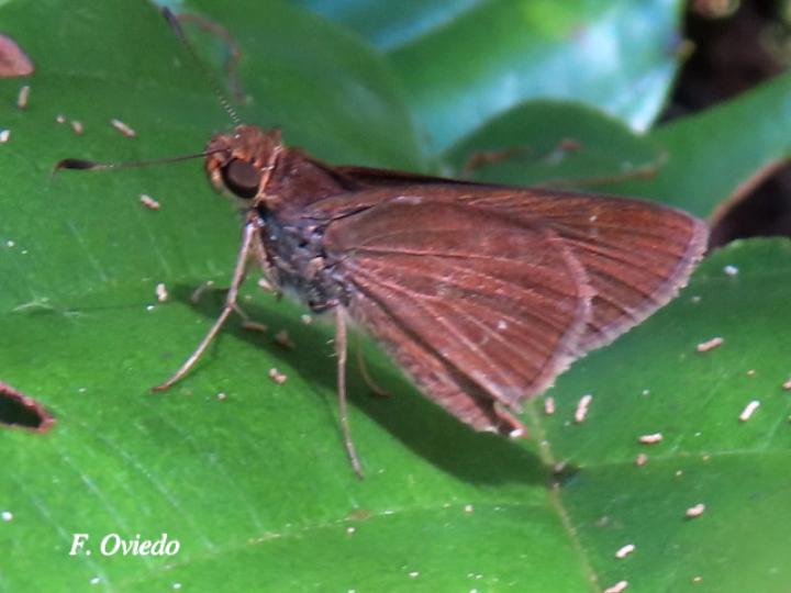 Cymaenes tripunctus