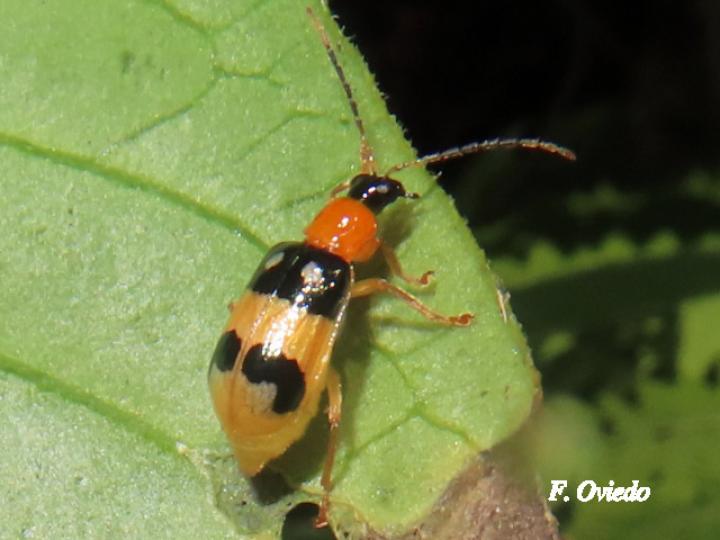 Diabrotica chontalensis