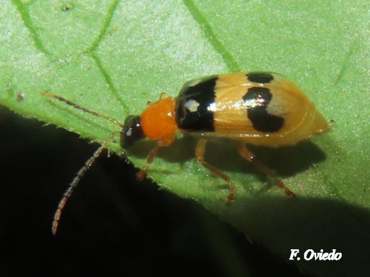 Diabrotica chontalensis