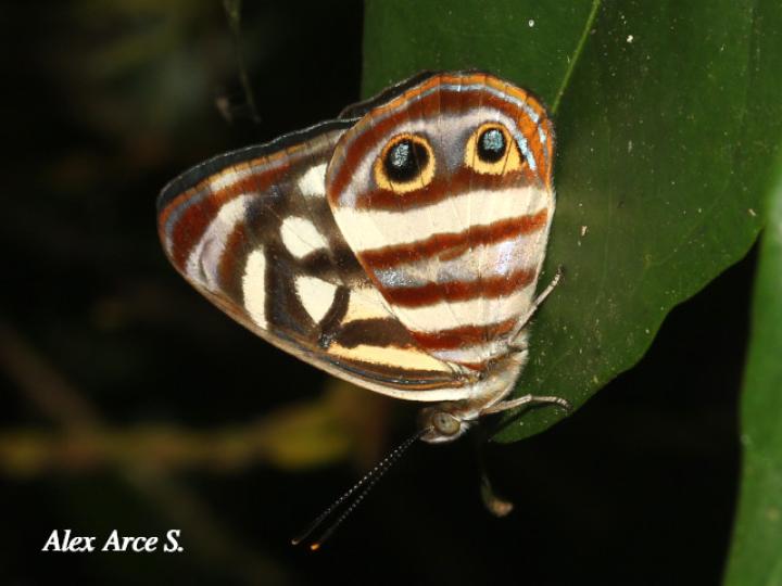 Dynamine paulina thalassina
