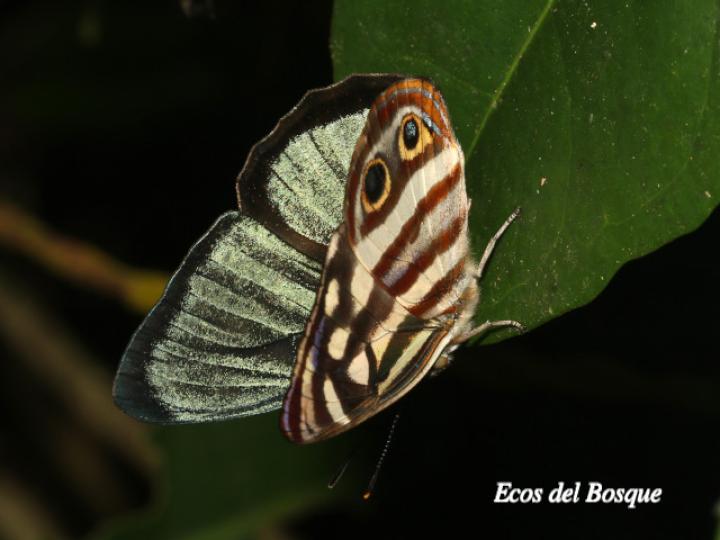 Dynamine paulina thalassina