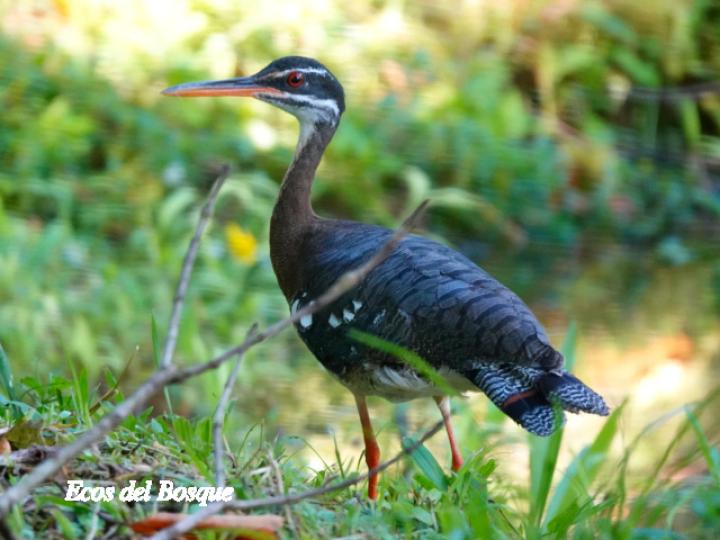 Eurypyga helias (Garza del sol)