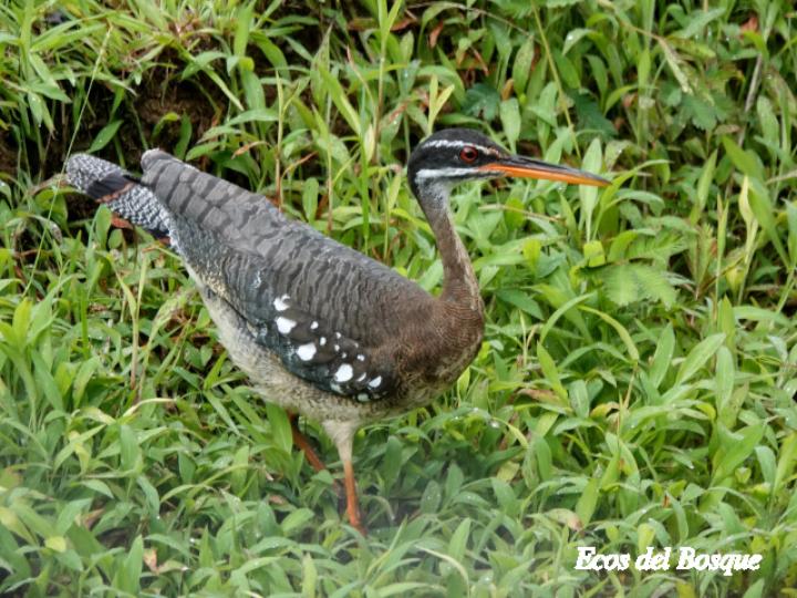 Eurypyga helias (Garza del sol)