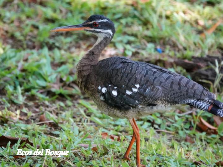Eurypyga helias (Garza del sol)