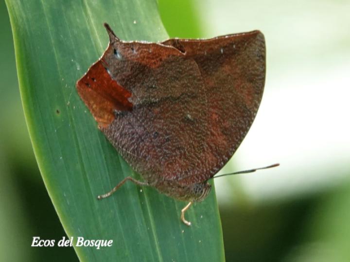 Fountainea eurypyle confusa (Ala de hoja puntiaguda)