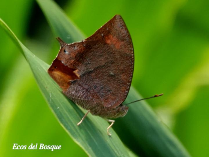 Fountainea eurypyle confusa (Ala de hoja puntiaguda)