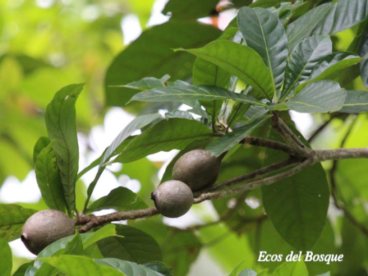 Genipa americana (Guaitil)