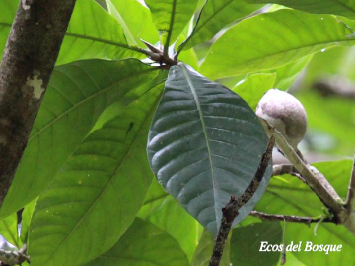 Genipa americana (Guaitil)