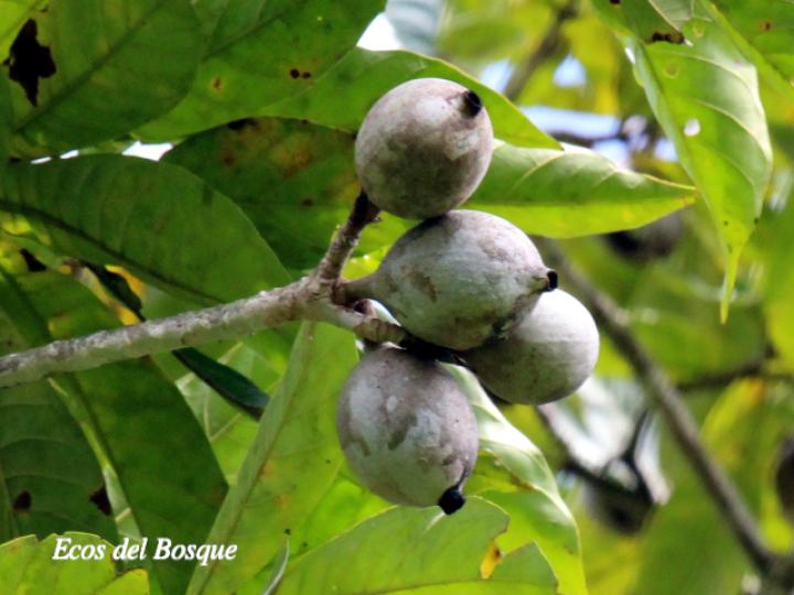 Genipa americana (Guaitil)