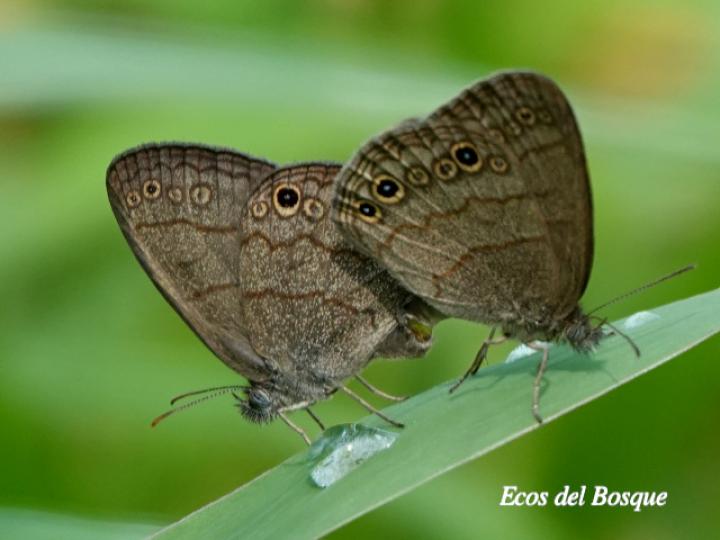 Hermeuptychia hermes (Sátira de Hermes)