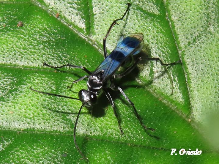 Priochilus gloriosum (Avispa cazadora de arañas)