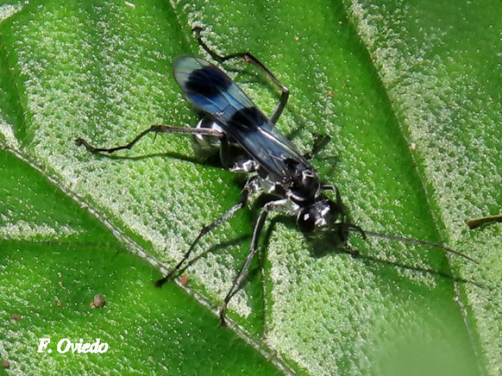 Priochilus gloriosum (Avispa cazadora de arañas)