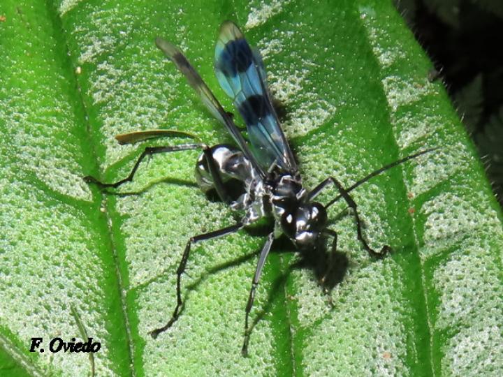 Priochilus gloriosum (Avispa cazadora de arañas)