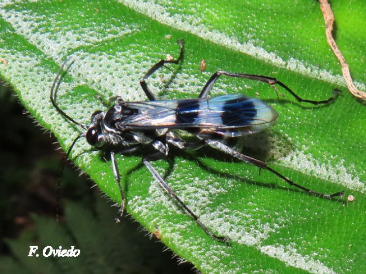 Priochilus gloriosum (Avispa cazadora de arañas)