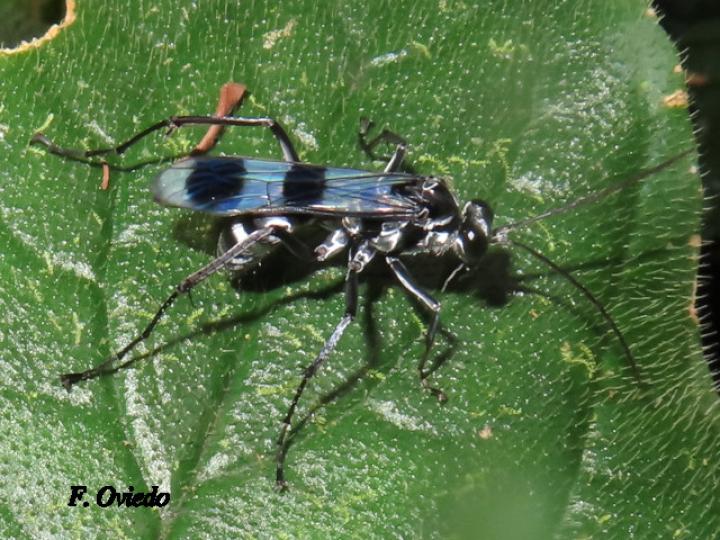 Priochilus gloriosum (Avispa cazadora de arañas)