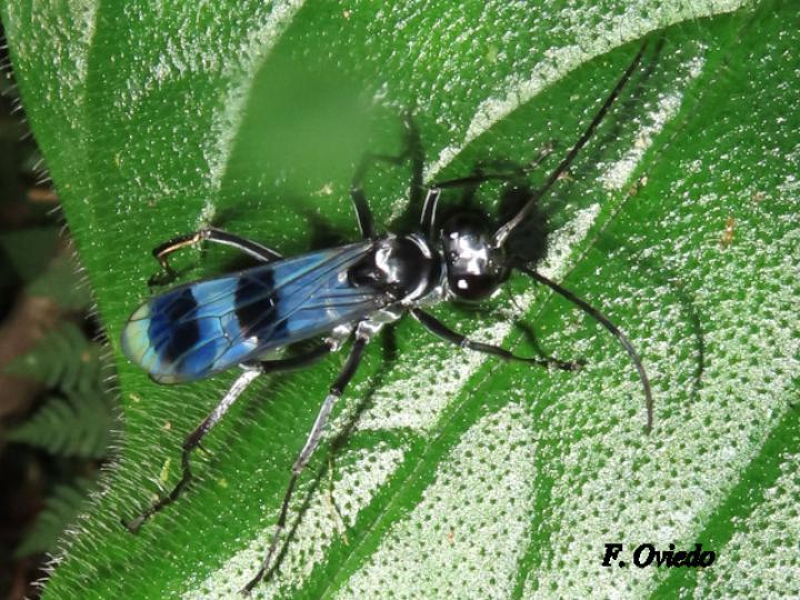 Priochilus gloriosum (Avispa cazadora de arañas)