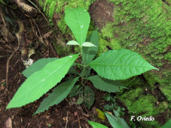 Koanophyllon hylonomum