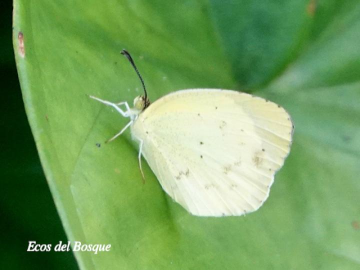 Leptophobia aripa elodia (Mariposa blanca del mastuerzo)