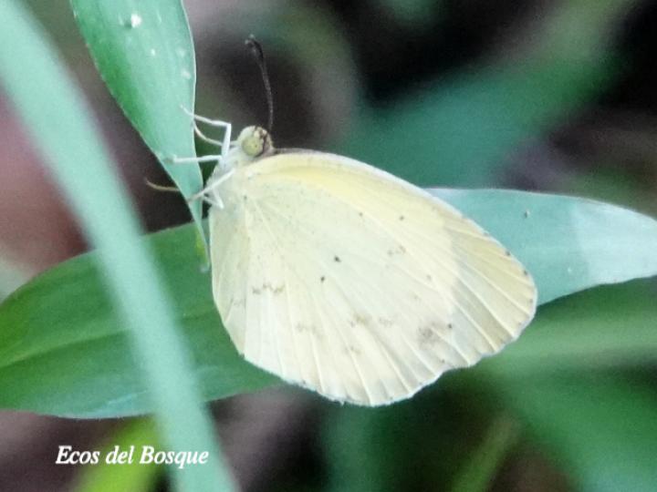 Leptophobia aripa elodia (Mariposa blanca del mastuerzo)