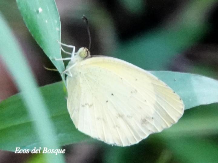 Leptophobia aripa elodia (Mariposa blanca del mastuerzo)
