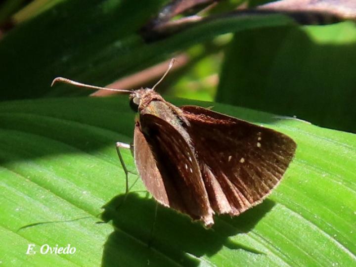 Lerema liris (Saltarina liris)
