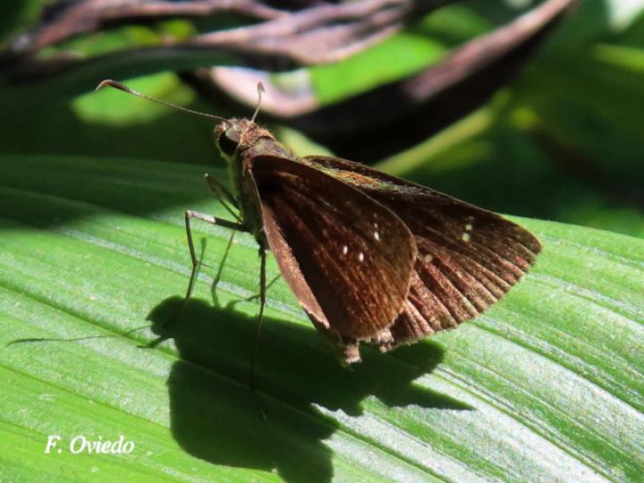 Lerema liris (Saltarina liris)