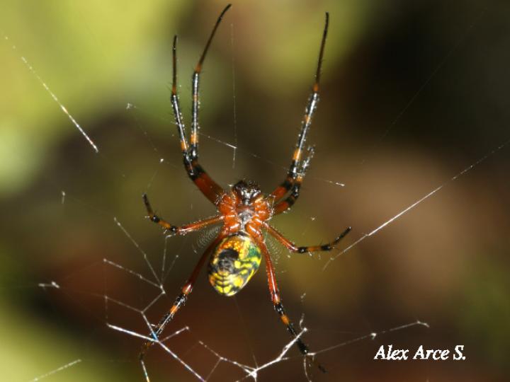 Leucauge mariana