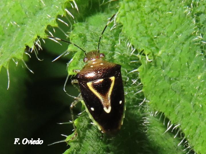 Mormidea ypsilon (Chinche de la espiga del arroz)