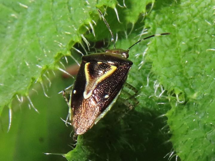 Mormidea ypsilon (Chinche de la espiga del arroz)