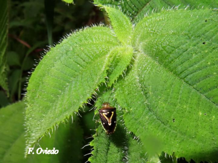 Mormidea ypsilon (Chinche de la espiga del arroz)