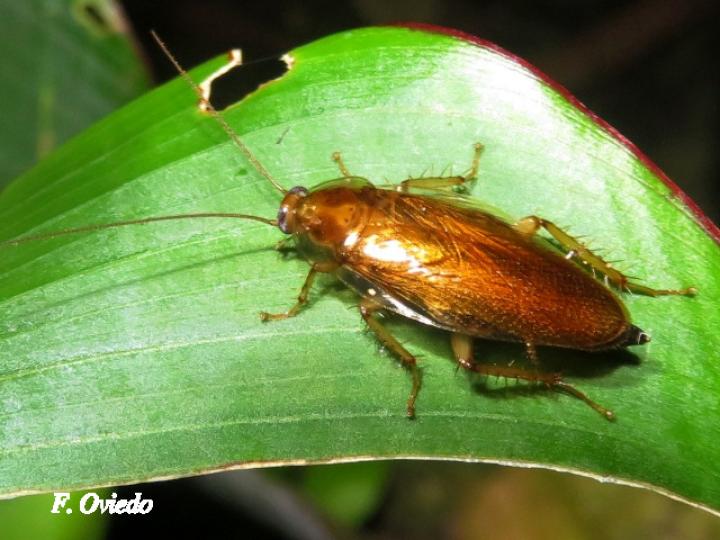 Nahublattella fraterna (Cucaracha de la madera de alas transparentes