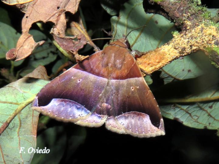 Neophisma despagnesi