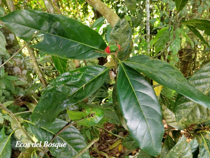 Ocotea dendrodaphne (Aguacatillo)