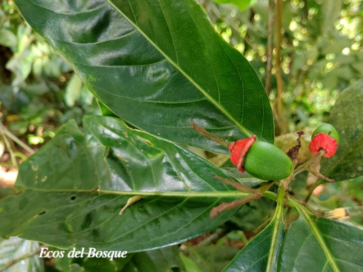 Ocotea dendrodaphne (Aguacatillo)