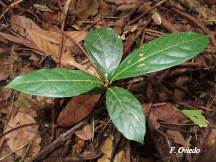 Ocotea dendrodaphne (Aguacatillo)