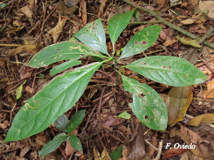 Ocotea dendrodaphne (Aguacatillo)