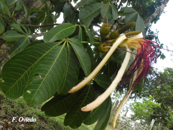 Pachira aquatica (Poponjoche)