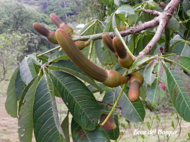 Pachira aquatica (Poponjoche)