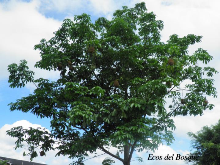 Pachira aquatica (Poponjoche)