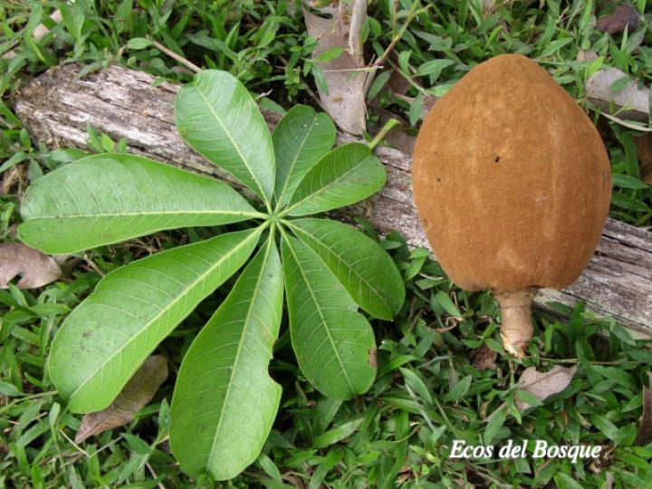 Pachira aquatica (Poponjoche)