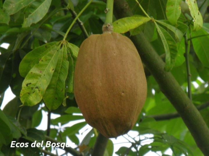Pachira aquatica (Poponjoche)
