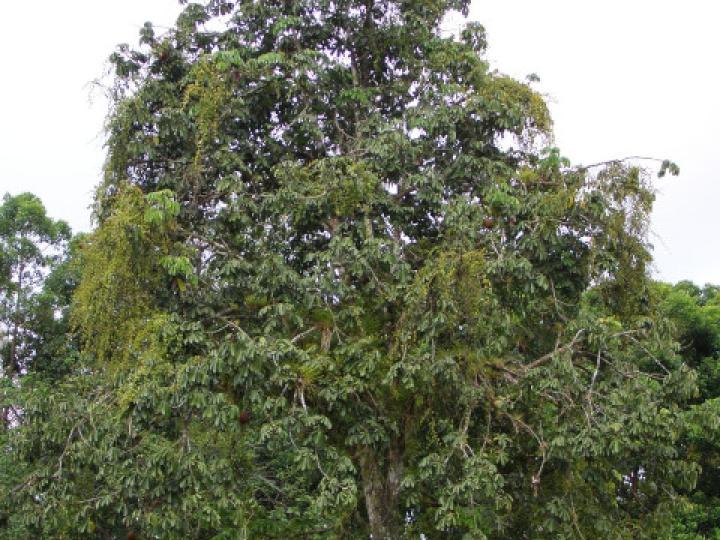 Pachira aquatica (Poponjoche)