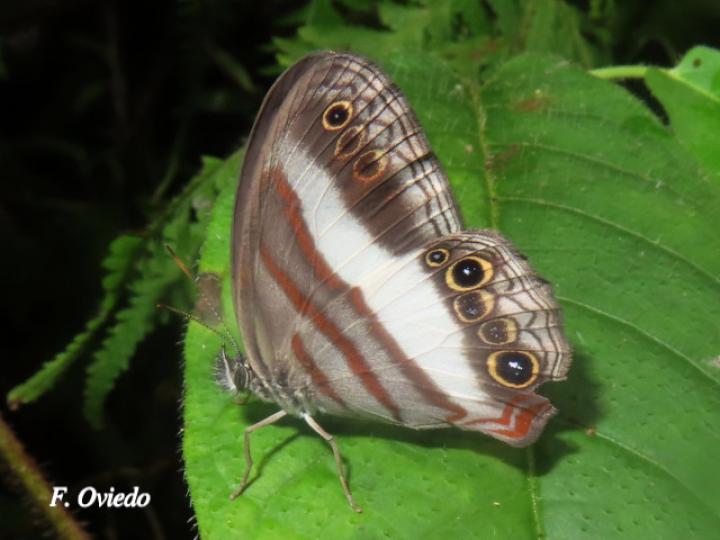 Pareuptychia metaleuca (Sátiro de una banda)