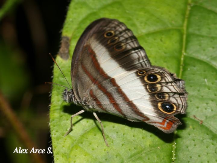 Pareuptychia metaleuca (Sátiro de una banda)
